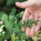 Illustration for article titled Scientists discover plants that can learn and remember